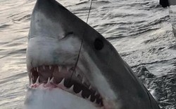 Mỹ: Kéo câu, kinh ngạc thấy cá mập khổng lồ trồi lên