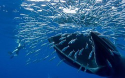 Mexico: Thợ lặn suýt bị cá voi 40 tấn “đớp” cùng đàn cá