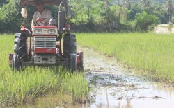NTM Phú Yên: Nông dân Tuy An “mê” sản xuất lúa giống
