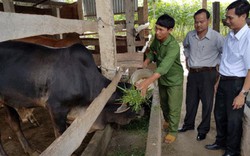 Nhờ vốn ngân hàng, giấc mơ làm chủ trang trại đã thành sự thực