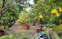 Thời tiết "đỏng đảnh", nhà vườn SG khóc ròng nhìn mai nở sớm