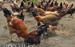 Dân quê nuôi gà thả vườn kiếm tiền sắm Tết