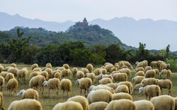 Ngẩn ngơ ngắm bầy cừu đẹp như ở nước ngoài tại vùng "đất chết"