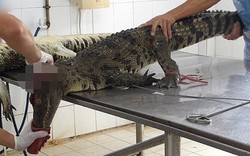Cảnh lột da cá sấu ở trang trại Việt Nam lên báo Tây