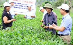 Có phân Lâm Thao, “chè phường” năng suất cao