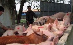 Sang năm 2017 vẫn khó tiêu thụ lợn?