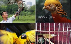 Những loại chim quý giá "khủng" đại gia Việt mạnh tay vung tiền mua