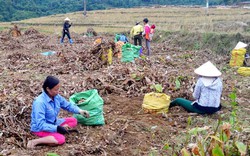 Mùa dong riềng ở Bình Liêu