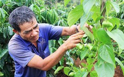 Mạo hiểm phá cà phê vì cây "tin đồn"