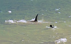 Chó lao xuống biển truy đuổi cá mập khổng lồ