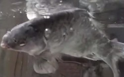 Video: Cá chép đóng băng sống lại khi cho vào nước