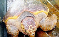 Rùa vàng 70kg cực hiếm mắc lưới ngư dân