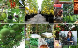 6 mô hình nuôi trồng của "nông dân phố" được yêu thích nhất 2016
