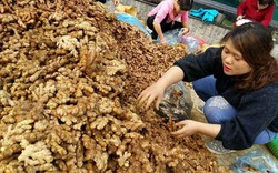 "Giải cứu" gừng Hà Giang: 10 tấn về tới Hà Nội, giá 10.000 đồng/kg