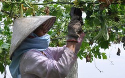 Rau an toàn bán như rau chợ, Hà Nội lập chuỗi liên kết để tiêu thụ