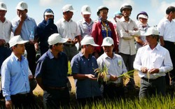 Nông dân Tây Nguyên phấn khởi vì lúa Đài thơm 8 được mùa