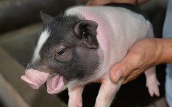 Thâm nhập trại lợn giống Móng Cái được mua 7 triệu đồng/con