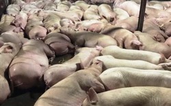 UBND TPHCM yêu cầu tiêu huỷ ngay 3.750 con lợn bị bơm thuốc an thần