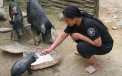 7 triệu/con lợn giống: Lấy lợn đực 20kg phối giống, sao chửa được?