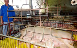 Trang trại nhàn tênh nhờ huấn luyện 250 con lợn đi vệ sinh đúng giờ