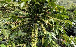 Giá nông sản hôm nay 3.10: Giá cà phê tươi đầu vụ cao nhất 9.000 đ/kg; người trồng sầu riêng lãi lớn