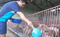 Giá lợn hôm nay 3.10: Nhu cầu thịt lợn của Trung Quốc giảm mạnh, sản lượng thịt của EU tăng kỷ lục