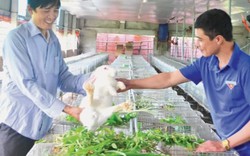 Làm giàu ở nông thôn: Cử nhân hóa học bỏ thủ đô về quê nuôi thỏ, lợn rừng, lãi 200 triệu