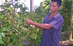 Làm giàu ở nông thôn: Người Sán Chỉ đầu tiên trồng trà hoa vàng