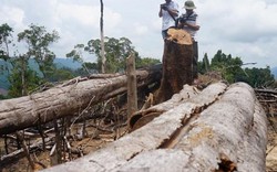 Chưa chuyển cơ quan điều tra tỉnh hồ sơ vụ phá rừng Tiên Lãnh