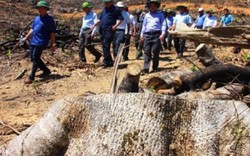 Vụ phá 60,9ha rừng tại Bình Định: Đề nghị kiểm điểm Chủ tịch huyện