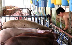 Giá lợn (heo) hôm nay 6.10: Sợ thịt heo tăng giá sau đóng cửa lò mổ Xuyên Á, TPHCM chuẩn bị giải pháp bình ổn giá