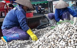 Nhà nông làm giàu: Ngao giá chỉ 8.000 đ/kg, ngư dân vẫn lãi tiền tỷ