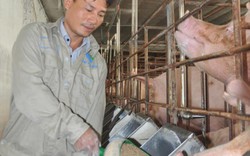 Giá lợn (heo) hôm nay 7.10: Có tin đồn xuất lợn đi Trung Quốc nhưng vẫn giảm còn 27.000 đ/kg, TPHCM cấm cửa heo không đeo vòng