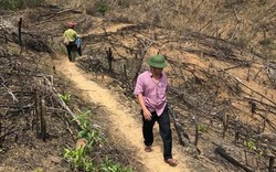Phá tiếp 20ha rừng ở Bình Định: Phá vì nghĩ... không bị truy tố?