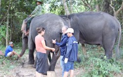 Cái kết buồn voi nhà đẻ con ở Đắk Lắk: "Định mệnh!"