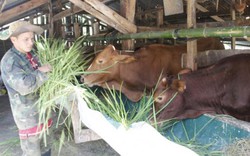 Cám cảnh nuôi bò: Rơm đắt đỏ, bò rớt giá, đội lái chê ỏng, chê eo