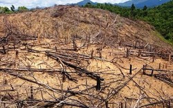 Bình Định: Thêm một vụ phá rừng bị khởi tố