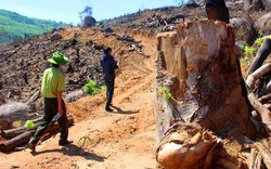 Nóng: Bắt Tổng Giám đốc chủ mưu phá hơn 60ha rừng tại Bình Định