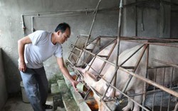 Giá lợn (heo) hôm nay 14.10: Việt Nam 900.000 hộ bỏ chuồng, Trung Quốc đóng cửa hàng ngàn trại lợn