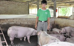 Giá lợn (heo) hôm nay 10.10: Cục Chăn nuôi nói về 900.000 hộ nuôi lợn bỏ nghề, giá ba miền xuống dưới 27.000 đ/kg