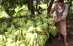 Cây vàng bạc nay thành cây... mắc nợ, dân Bản Lầu mặc kệ chín vàng