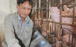 Giá lợn (heo) hôm nay 11.10: C.P vẫn không giảm đàn, cuối năm có thiếu thịt do 900.000 hộ nuôi lợn bỏ nghề?
