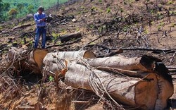 Chủ tịch Bình Định: Phải tìm được "kẻ chống lưng" 2 vụ phá rừng