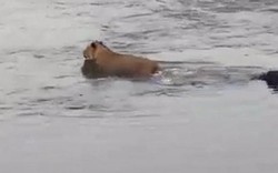 Sư tử liều mình vượt sông suýt mất mạng trước hàm cá sấu