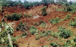 Lâm Đồng: Sụt đất, hơn 10ha cà phê của dân bị vùi lấp