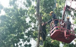 Đang “trảm” hàng cây cổ thụ trên con đường đẹp nhất Sài Gòn