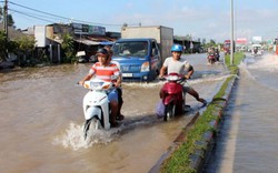 ĐBSCL: Lúa ngập úng, heo chết, cá nuôi thoát ra sông vì triều cường