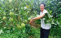 Trồng thành công vườn mãng cầu xiêm Thái Lan nhờ có phần vốn Hội