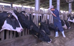 Có gì ở trang trại bò sữa hiện đại của TH?