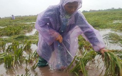 Clip: Nông dân Ninh Bình lội nước vớt từng bông lúa trong nước lũ